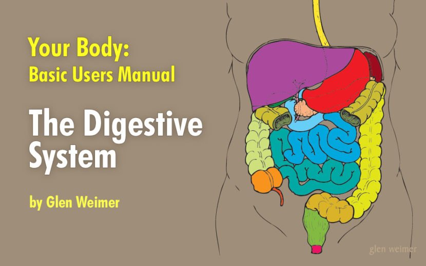 Your Body: Basic Users Manual - The Digestive System - Nantucket