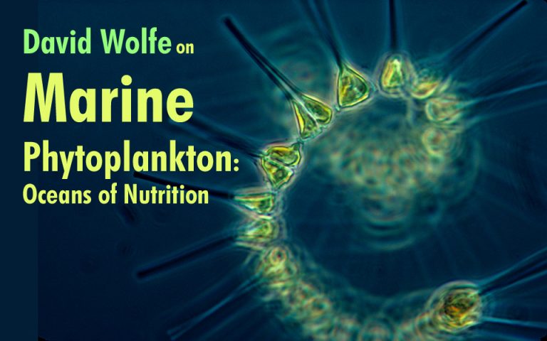 Marine Phytoplankton Archives - Glen Weimer Holodynamic Bodywork