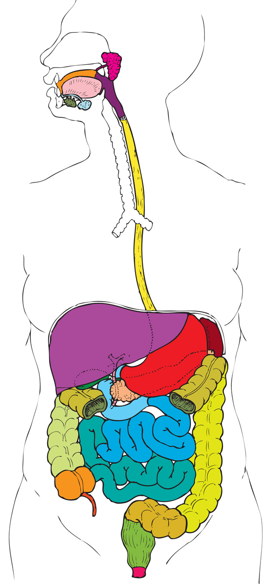 Your Body: Basic Users Manual - The Digestive System - Glen Weimer