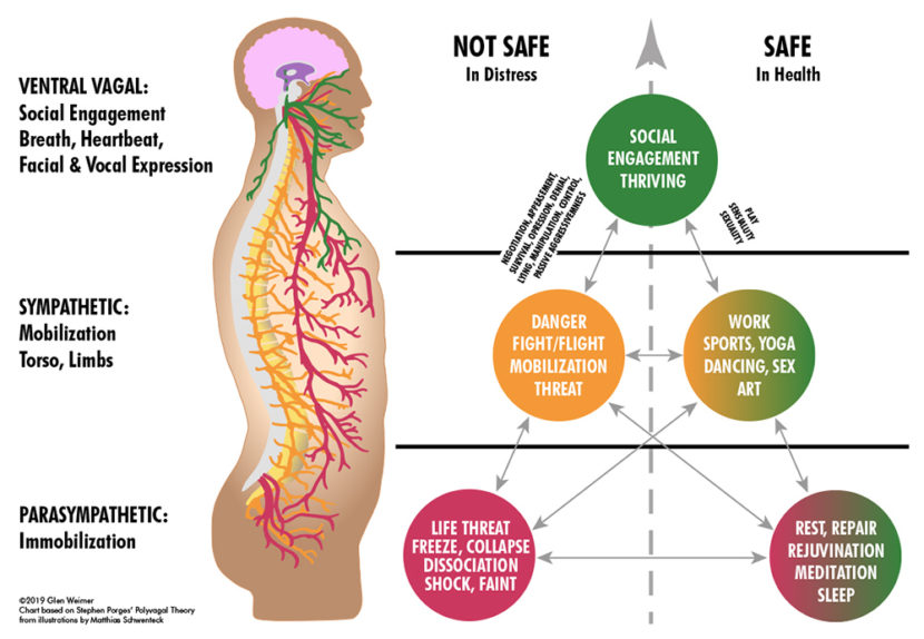 Polyvagal Theory Diagram