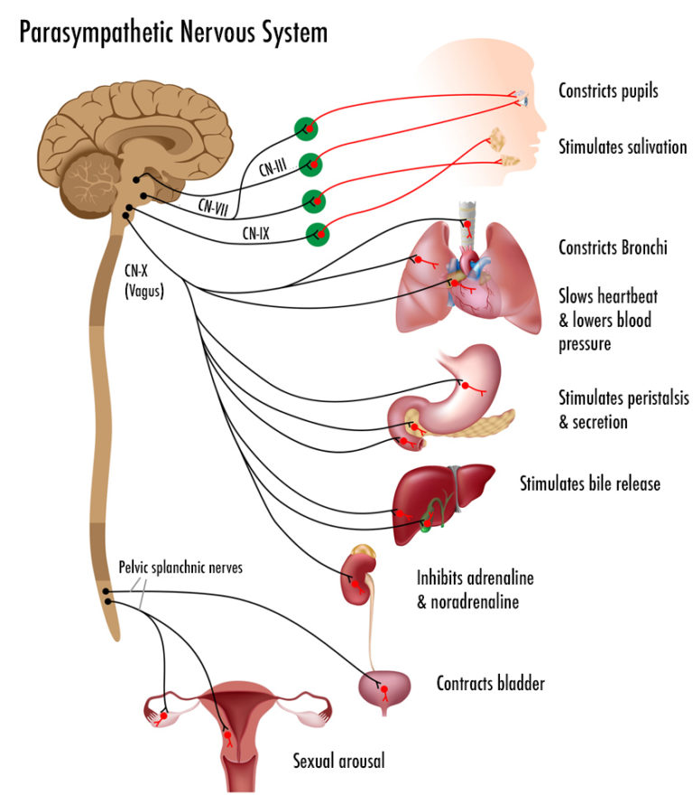 Autonomic Nervous Sympathetic Glen Weimer Holodynamic Bodywork