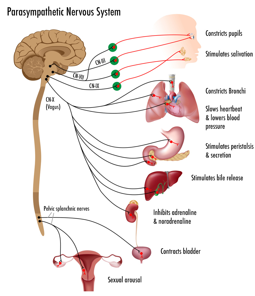 autonomic-nervous-sympathetic-glen-weimer-holodynamic-bodywork